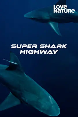 超级鲨鱼高速公路 第一季全集