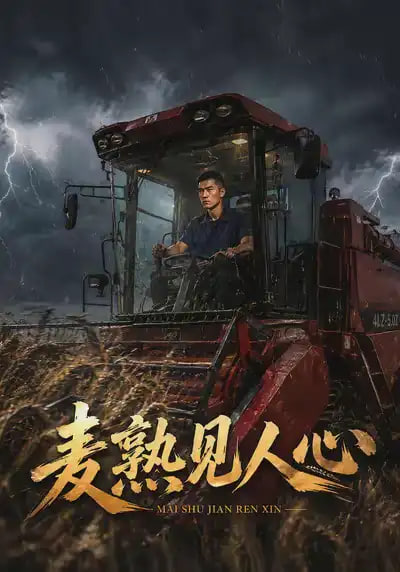 麦熟见人心全集