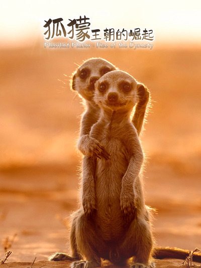 狐獴：王朝的崛起全集