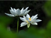 擺渡：台東慈濟人的故事全集